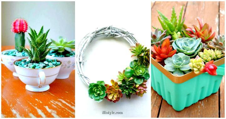 20 Unique DIY Succulent Planter Ideas to Display Succulents