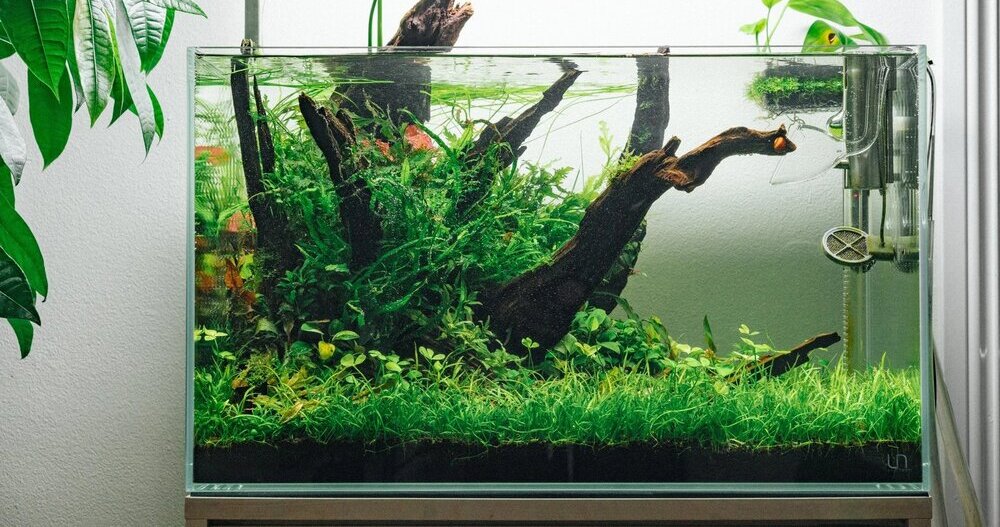 freshwater aquarium driftwood