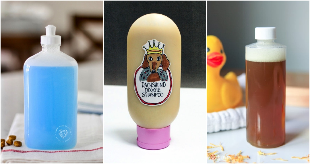25 Homemade DIY Dog Shampoo Recipes to Make