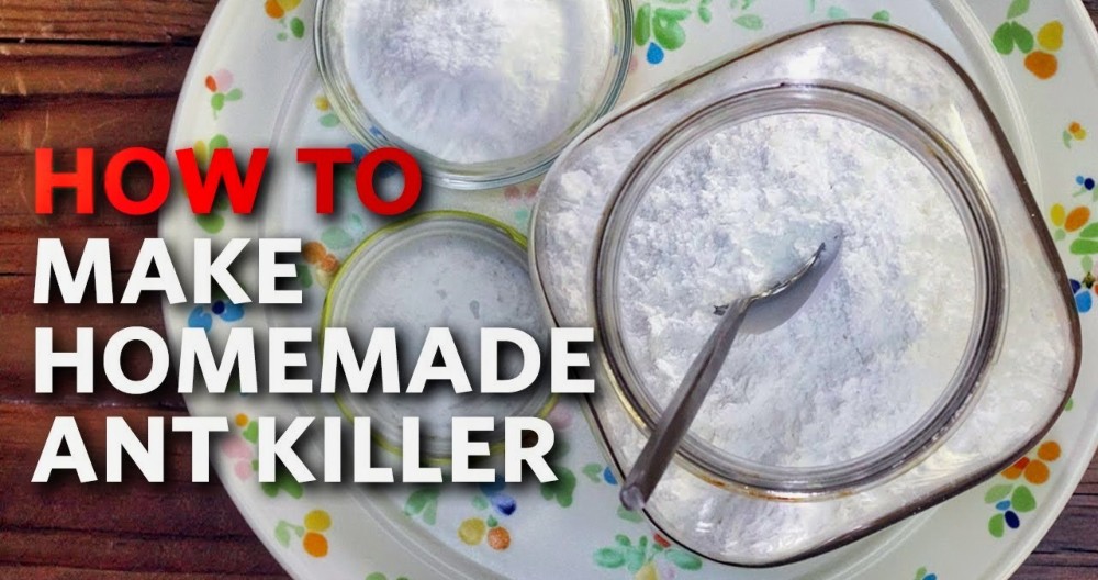 Homemade DIY Ant Killer How to Make an Ant Trap