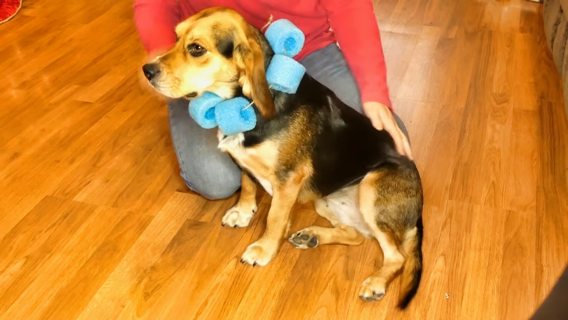 Homemade DIY Dog Cone How to Make a Cone for A Dog