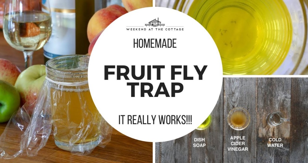 Effective DIY Fruit Fly Trap