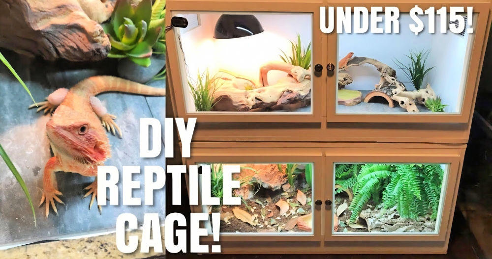 DIY Reptile Enclosure: Build Your Own Terrarium Haven