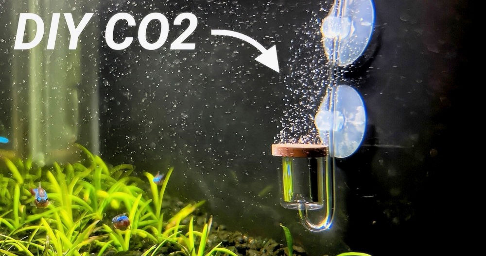 Image showcasing Simple DIY CO2 for Planted Aquariums