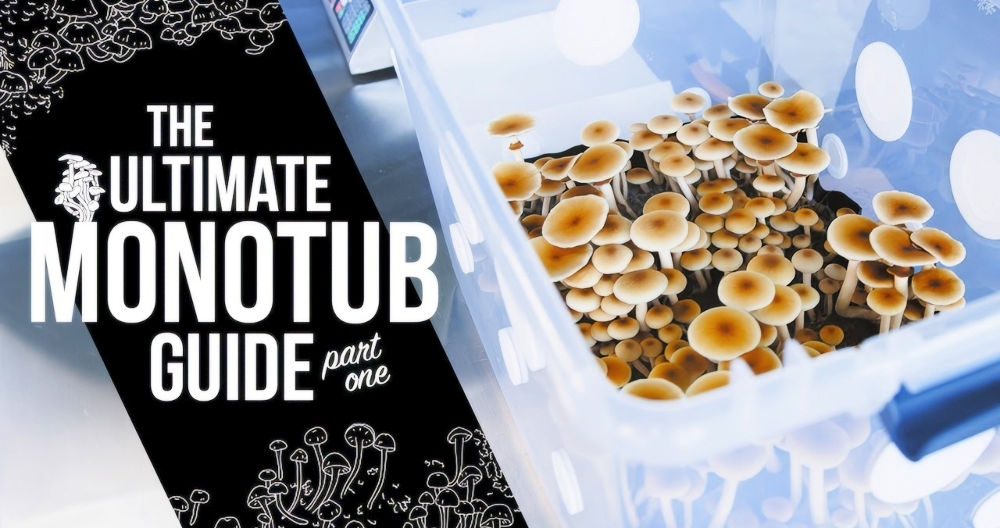 How to Make a DIY Monotub for Beginners